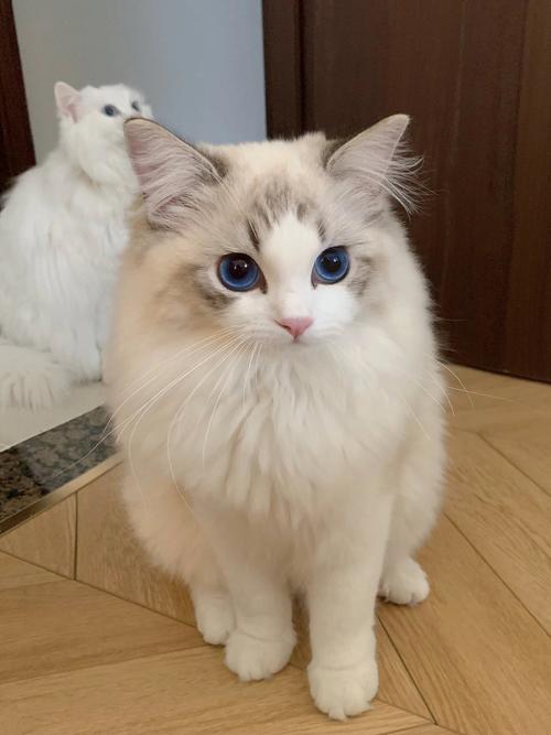 布偶猫打架？原因多，从小养绝育帮减少（两只布偶猫会打架吗）