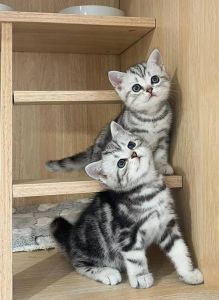 猫咪掉毛多怎么办？（掉毛的短毛猫品种）