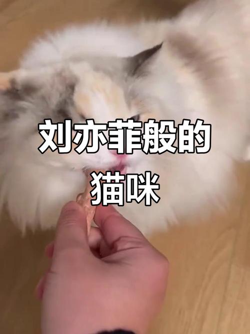 三花布偶猫择偶难？偏爱健壮狸花猫！（三花布偶猫）