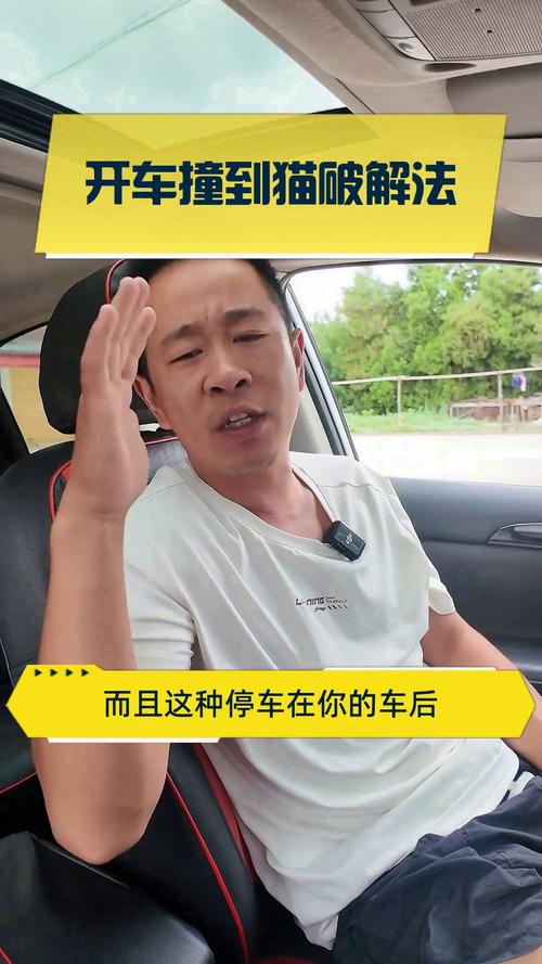 夜间撞猫别乱动，联系救助要文明（夜间开车撞到猫最忌三种东西）