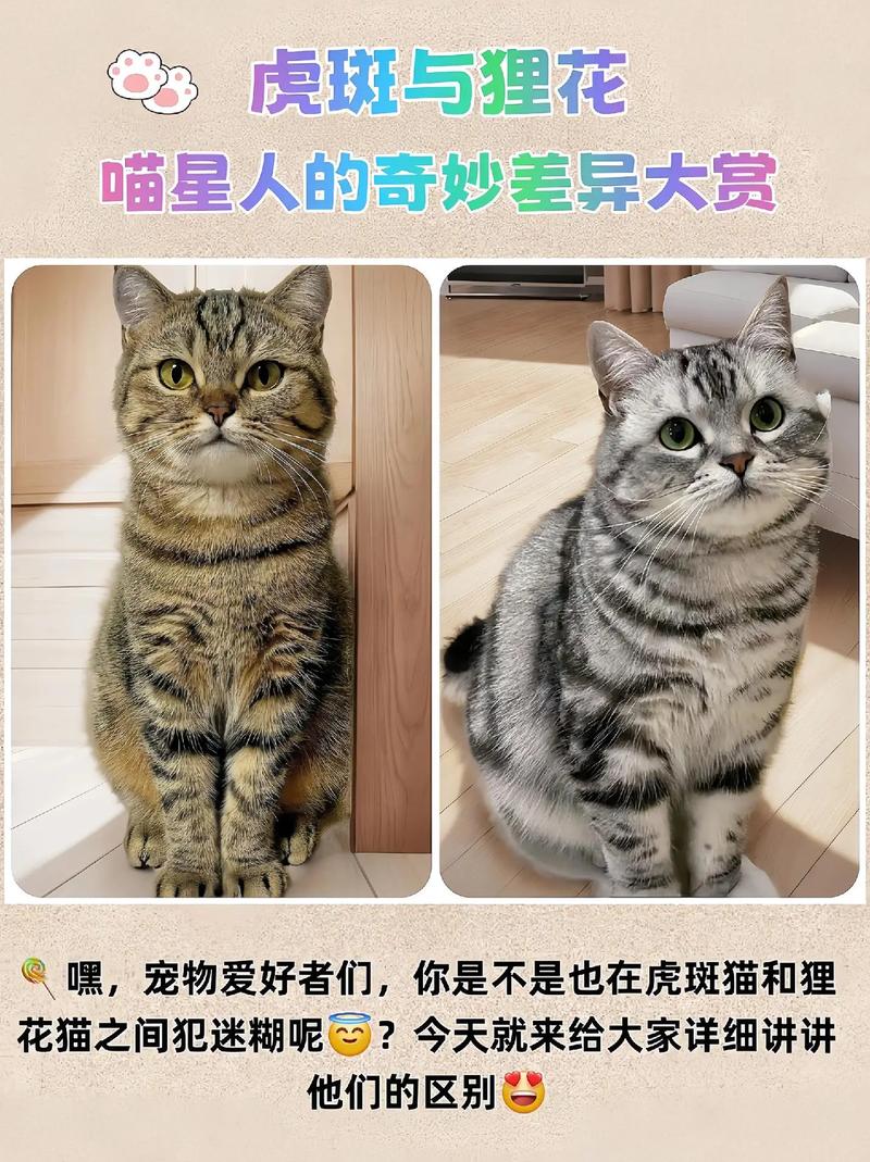 独一无二的小艺术品（狸花猫和虎斑杂交图片）