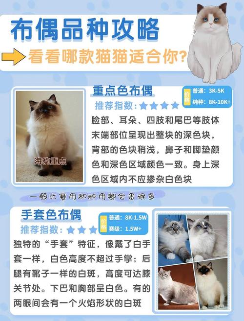蛋黄卵磷脂助布偶猫美毛，每周一两次，均衡饮食更健康（布偶猫可以卵磷脂和蛋黄一起喂吗）