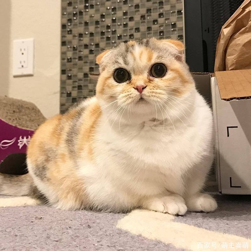 三花猫生出折耳猫遗传（三花猫生折耳猫）