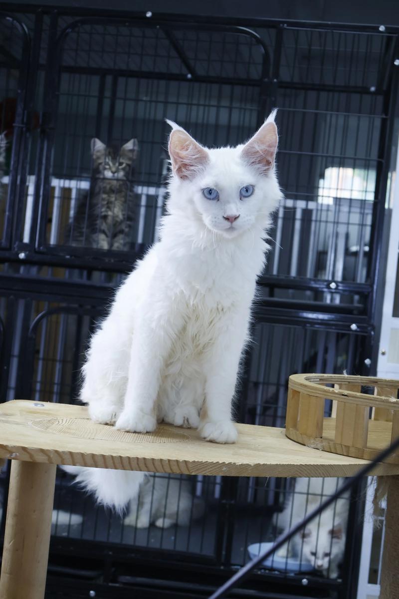白色猫咪多，性格各异，娇嫩易晒伤，清洁体检很重要（白色的猫有什么品种）