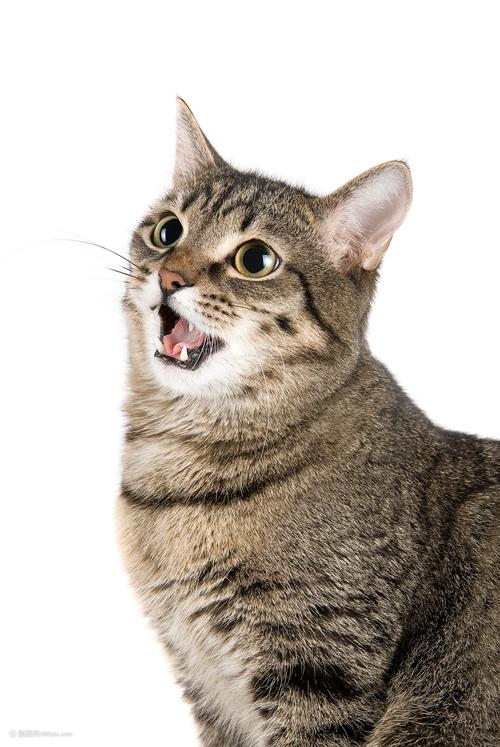 聪明忠诚的本土伴侣猫（狸花猫照片）