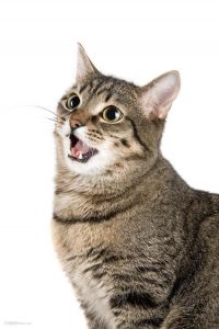 聪明忠诚的本土伴侣猫（狸花猫照片）