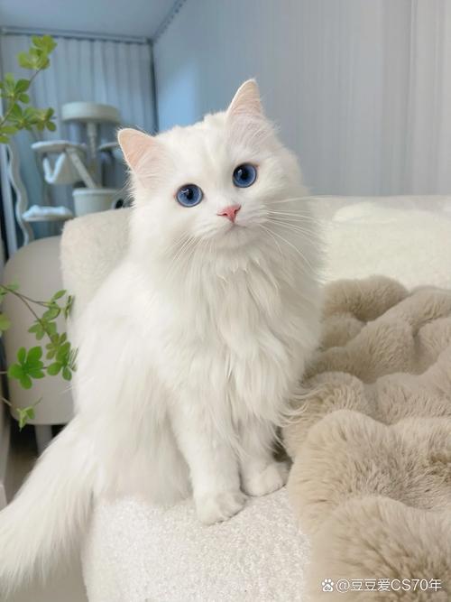 猫咪灵动瞬间，街头巷尾的温情捕捉（猫的照片真实图片）