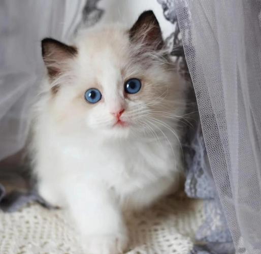 布偶猫虽便宜，养着成本高不易当！（3000的布偶猫）