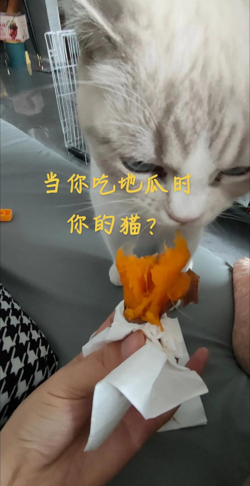 蒸红薯养猫肠胃，别过量，需平衡饮食（猫吃番薯的优点与缺点）