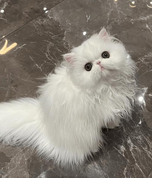 翡翠波斯猫饮食护理要点（翡翠波斯猫最忌讳三个东西）