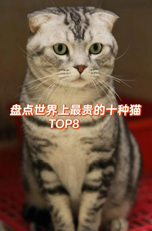 折耳猫可爱却易病，养它需谨慎（我国折耳猫是哪年火的）