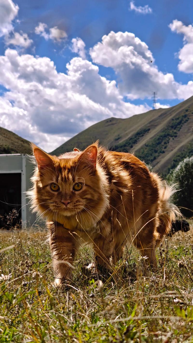 缅因虎斑猫高清图，优雅大气，适合装饰（缅因虎斑猫图片）