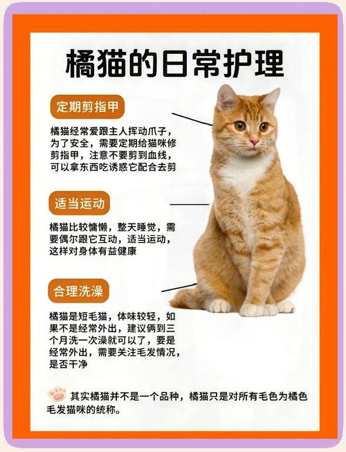 猫上门是福是祸？民间说法与养猫责任（猫上门最忌三个原因）