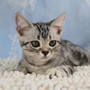 警惕！养虎斑折耳猫，关节痛易猝死还拆家（美短虎斑折耳猫为什么不能养）