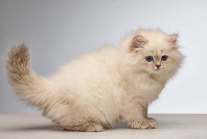 长毛猫掉毛多难打理，短毛猫省心更适合新手（长毛猫和短毛猫）