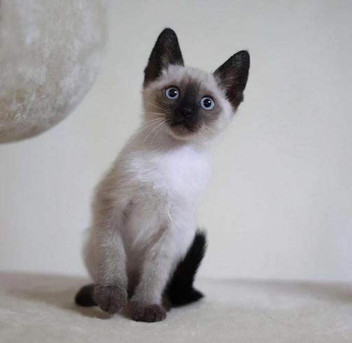 优雅活泼暹罗猫，亲人聪明好伴侣（暹罗猫短毛猫图片）