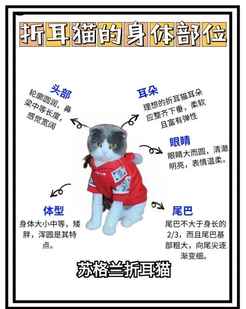 了解遗传病风险（折耳猫好还是立耳猫好）