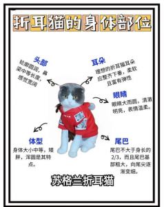 纯种健康贵，混血便宜些（一只折耳猫多少钱一只）