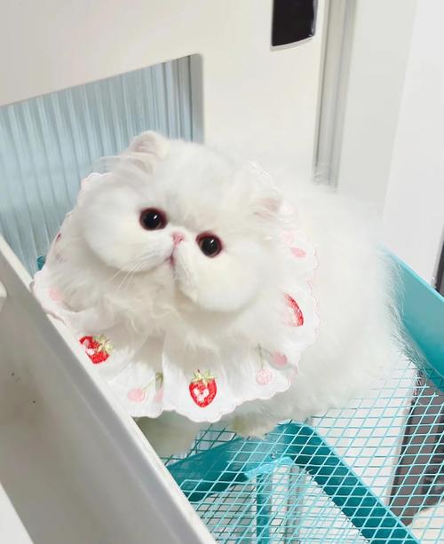 高贵警惕显血统（波斯猫小时候照片）