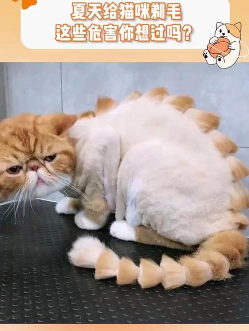 别给猫剃毛，会中暑晒伤，影响抓地力（小猫可以把毛剪短吗）