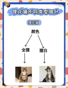 纯种狸花猫与普通狸花猫区别详解（纯种狸花猫和普通狸花猫的区别）