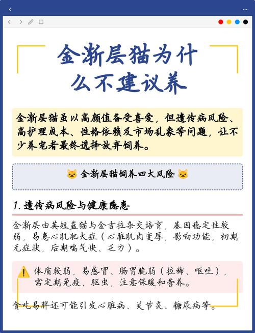 金渐层猫健康问题多，养它需谨慎！（金渐层猫为什么不建议养）