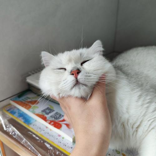 猫咪灵动瞬间，街头巷尾的温情捕捉（猫的照片真实图片）