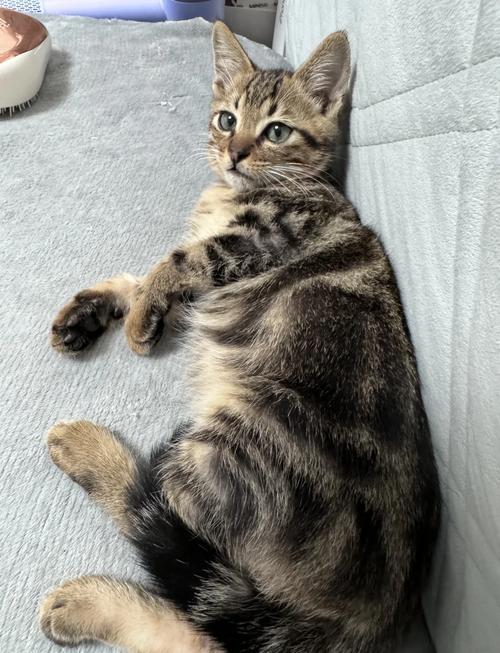 狸花猫脚毛多要修剪？（狸花猫需要剃脚毛吗）