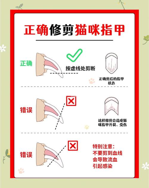 选对电动剃刀，小心给猫剃毛（怎么用剃刀给猫剃毛）