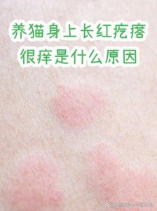 减少猫毛过敏，家居清洁和互动防护（猫毛过敏怎么缓解）