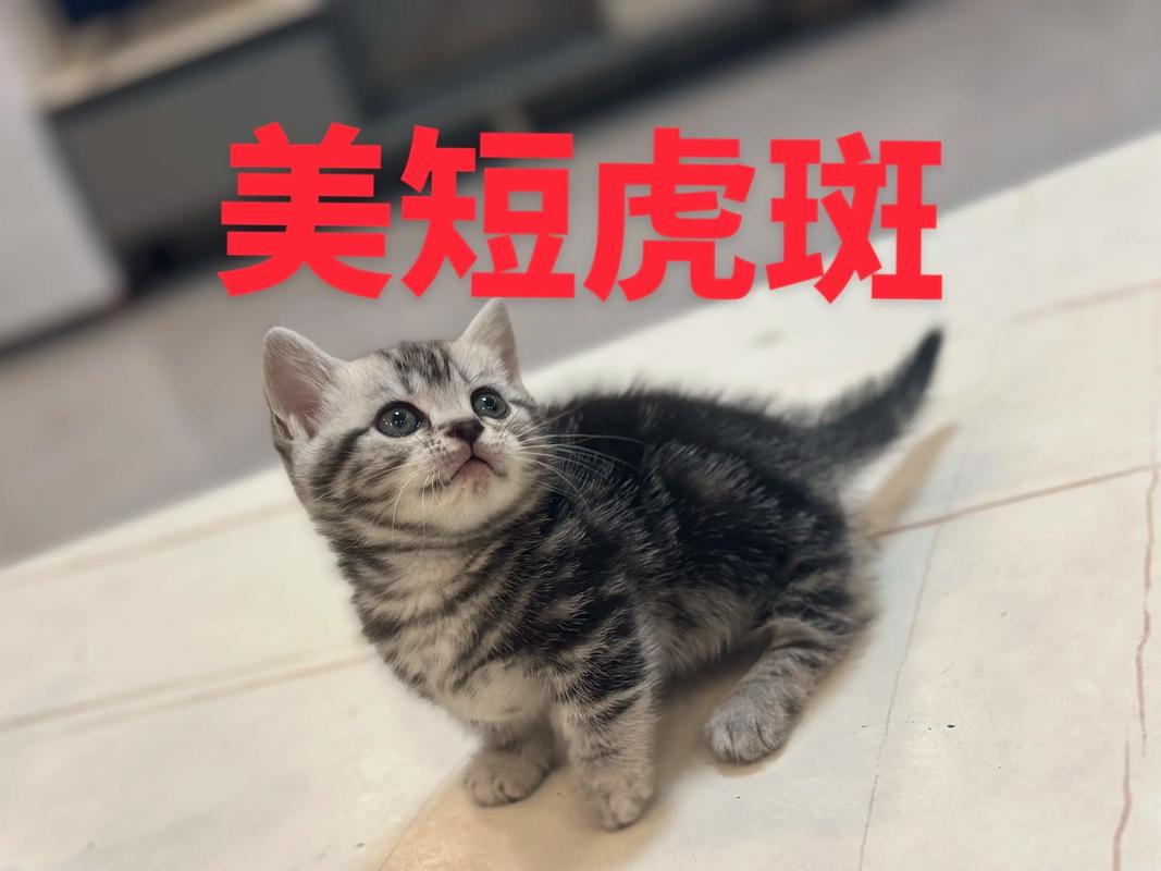 狸花猫与美短猫的区别及土猫养护（像美短的中华田园猫）