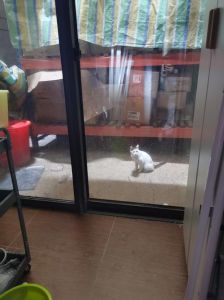 防猫上车的实用方法（防野猫爬车的最好办法）