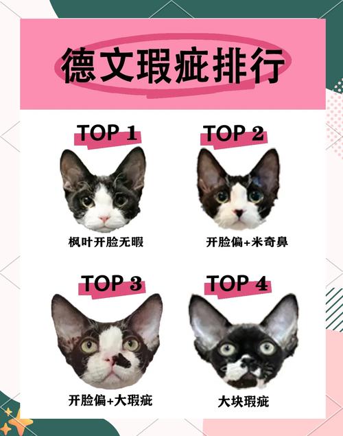 选公还是母？德文猫公猫壮实便宜，母猫独立温柔（德文猫公的好母的好）