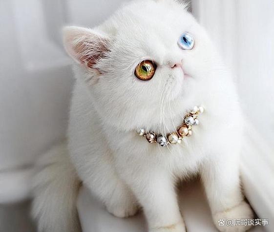 清澈迷人，温婉典雅（波斯猫蓝眼睛图片）