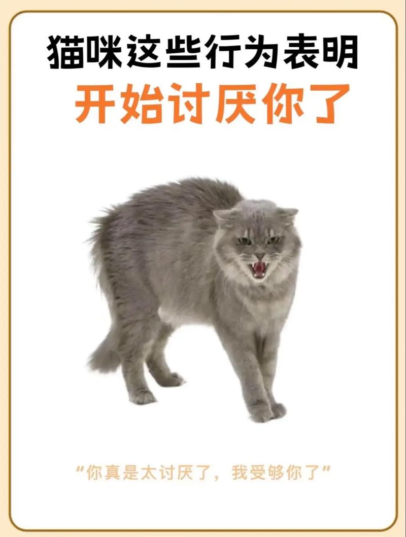 哈气乱尿抓家具怎么办？（猫咪恨主人的十种表现）
