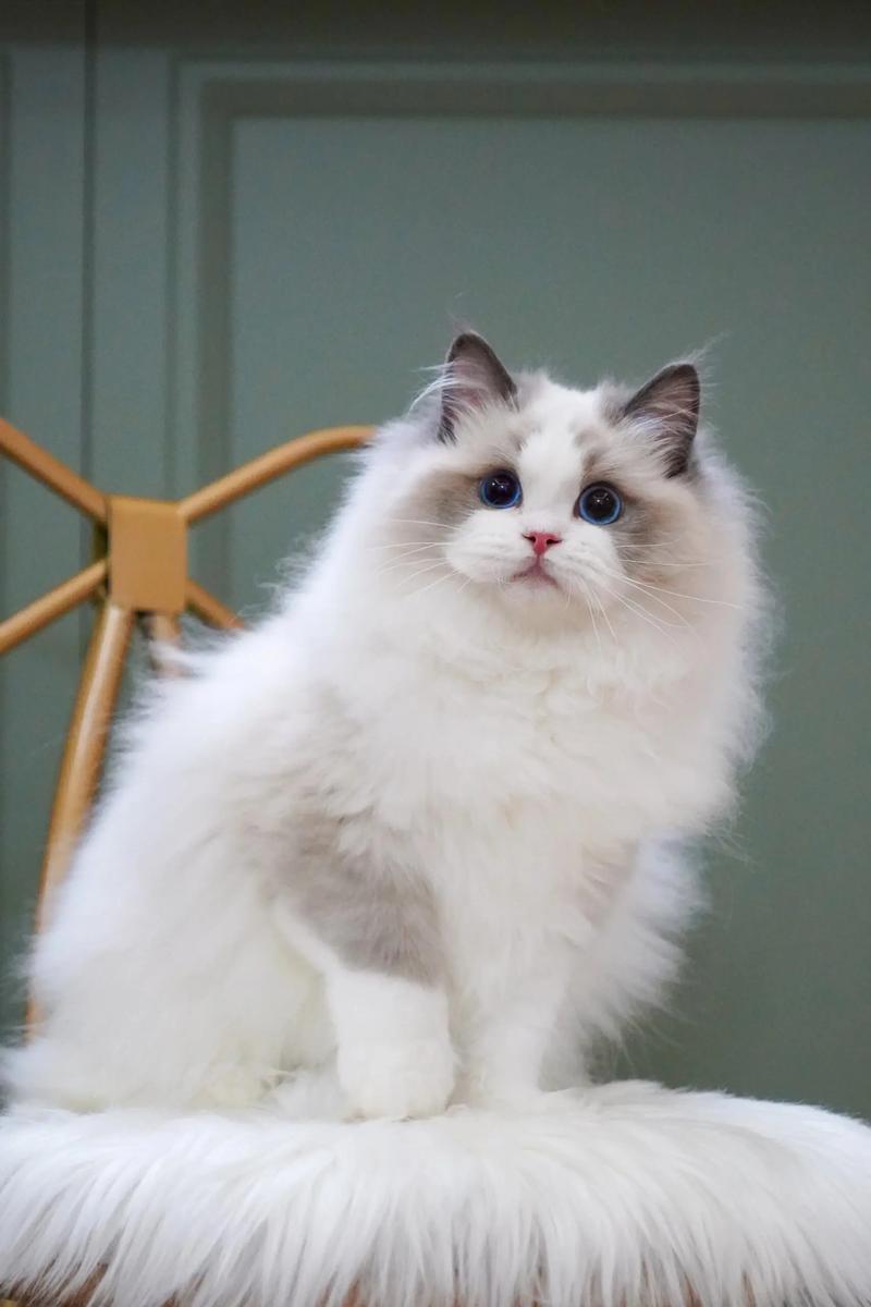 大蓝毛布偶猫，温顺亲人好伙伴（布偶猫图片大全大图）