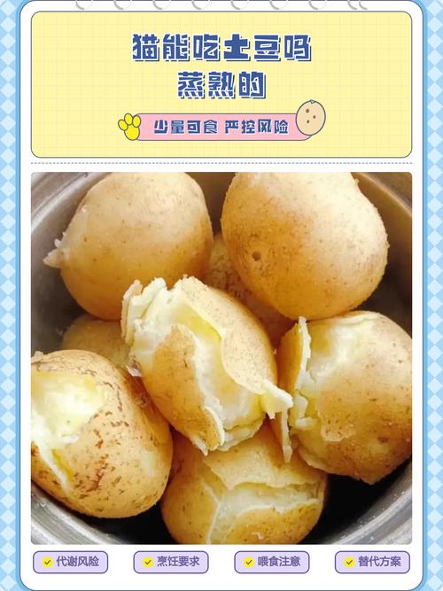 蒸红薯可喂猫，但量要少且蒸烂去皮（猫能吃番薯吗蒸熟的）