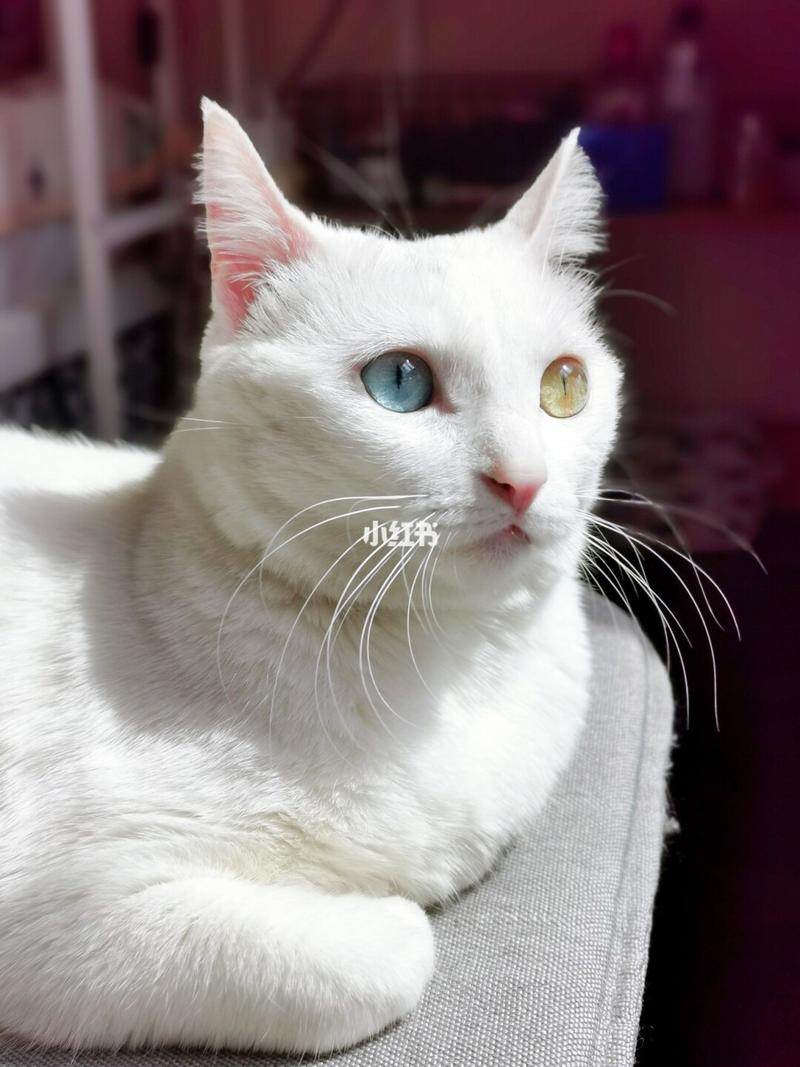 纯血异瞳猫多少钱？颜色血统是关键（纯血异瞳波斯猫什么价位）