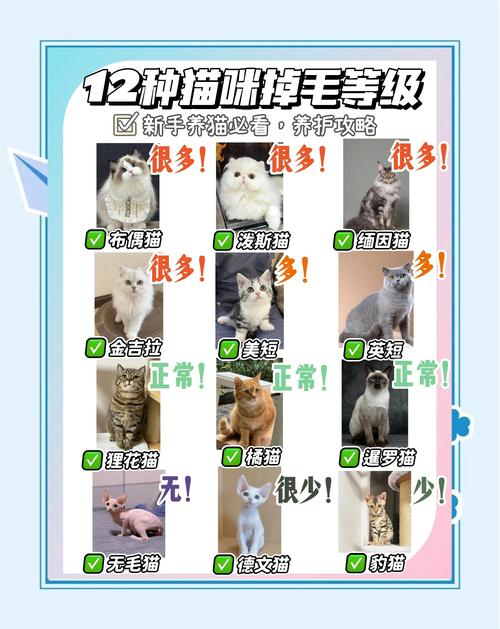 猫咪换毛多？正常！梳毛好处多（猫哪个季节掉毛最严重）