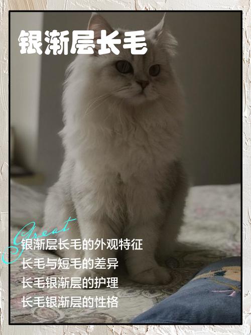长毛猫夏季防暑实用妙招（长毛猫夏天需要剃毛吗）
