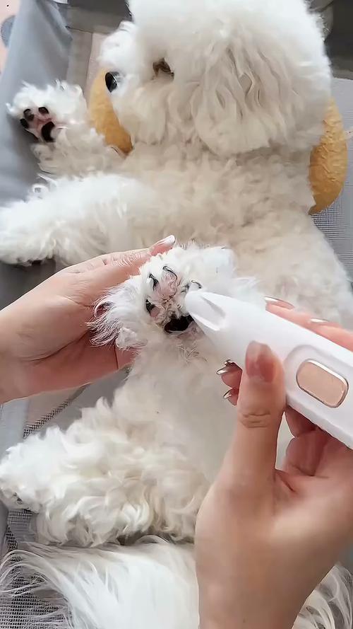 选猫狗剃毛器？静音安全好清洁！（给猫剃毛的推子哪个性价比高）