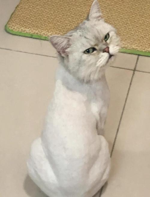 别给猫剃毛，会伤毛伤皮肤！（猫咪剃完毛真的不掉毛吗）