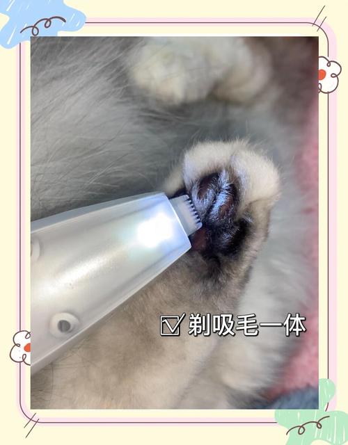 短毛猫剪毛需谨慎，特殊情况除外（短毛猫能剪毛修理吗）