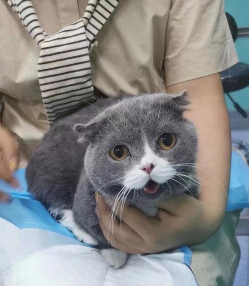 警惕！可爱矮脚猫折耳猫或患遗传病寿命短，养前请三思（折耳猫矮脚活几年）
