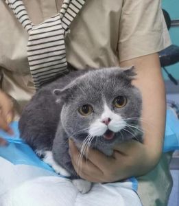 警惕！可爱矮脚猫折耳猫或患遗传病寿命短，养前请三思（折耳猫矮脚活几年）