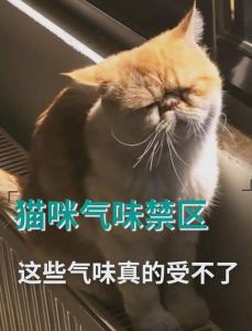 柠檬橙醋樟脑咖啡胡椒茶树油，天然驱猫不伤身（猫怕什么气味一闻就跑）