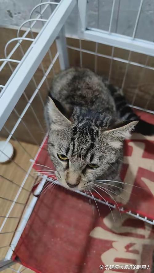 性格与养护（母狸花猫千万不能养为什么）