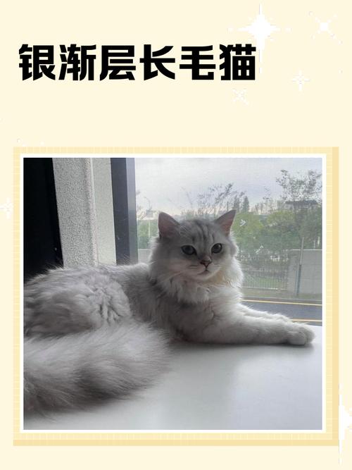 长毛猫夏季剪毛防暑饮食调适（长毛猫夏天能剪短吗）
