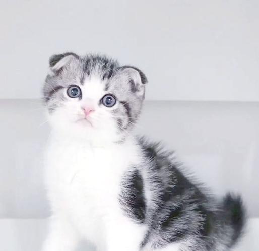 折耳猫可爱但易患骨病，需谨慎选择（折耳猫有什么缺点）