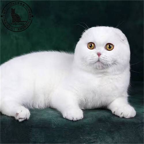 猫咪灵敏耳，独立又亲人，柔韧爱睡觉（鹤群苏格兰折耳猫txt盘搜搜）